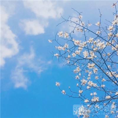 杀城霸业手游官方